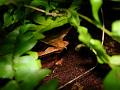 010 - Megophrys nasuta